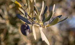 Istrian-olive-oil-Beletić-1