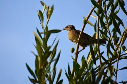 Istrian-olive-oil-Beletić-10