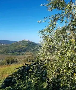 Istrian-olive-oil-Beletić-11