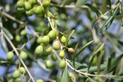 Istrian-olive-oil-Beletić-3
