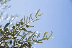 Istrian-olive-oil-Beletić-8